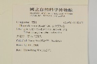 裂葉艾納香藏品圖，第2張