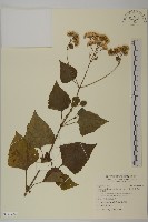 假藿香薊藏品圖，第1張