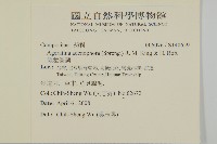 假藿香薊藏品圖，第2張