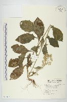 裂葉艾納香藏品圖，第1張