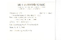 白花小薊藏品圖，第2張