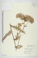 白花小薊藏品圖，第1張