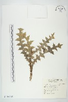 白花小薊藏品圖，第2張