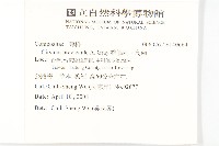 白花小薊藏品圖，第3張