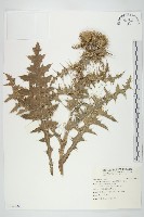 白花小薊藏品圖，第1張