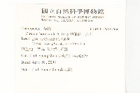 白花小薊藏品圖，第2張