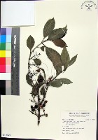 蘭嶼赤楠藏品圖，第1張