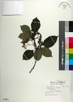 恆春厚殼樹藏品圖，第1張