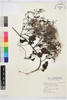 威靈仙藏品圖，第1張