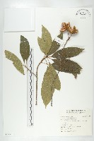 猴歡喜藏品圖，第1張