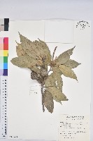 鬼石櫟、儲葉石櫟藏品圖，第1張