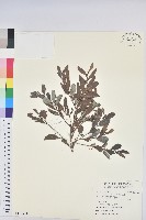 細葉饅頭果藏品圖，第1張