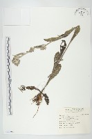 生毛將軍藏品圖，第1張