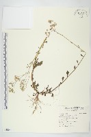 一枝香藏品圖，第1張