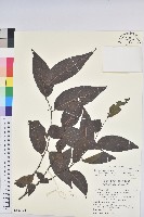 披針葉饅頭果藏品圖，第1張