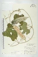 登錄號:S140708藏品圖，第1張