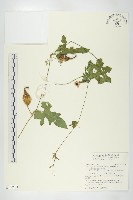 瓣瓜藏品圖，第1張