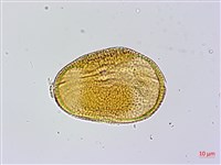 小花寬葉馬偕花藏品圖，第1張