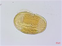 小花寬葉馬偕花藏品圖，第3張