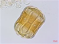 赤道櫻草藏品圖，第1張