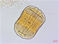 赤道櫻草藏品圖，第2張