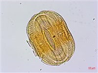 赤道櫻草藏品圖，第3張