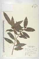 軟毛柿藏品圖，第1張