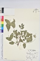 多花油柑、白仔藏品圖，第1張