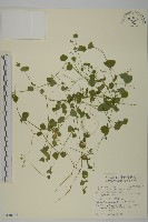 荷蓮豆草、菁芳草藏品圖，第1張