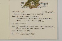 紫花霍香薊藏品圖，第2張