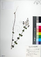 南台灣黃岑藏品圖，第1張