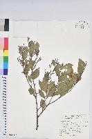 南仁五月茶藏品圖，第1張