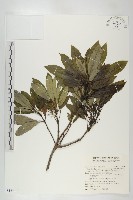 奧氏虎皮楠藏品圖，第1張