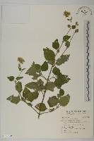 霍香薊藏品圖，第1張