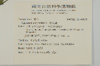 霍香薊藏品圖，第2張