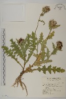 雞觴刺、島薊藏品圖，第1張