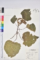 蟲屎藏品圖，第1張