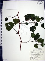 漢氏山葡萄藏品圖，第1張