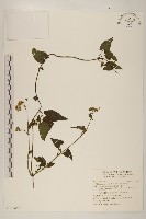 小花蔓澤蘭藏品圖，第1張