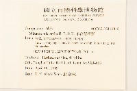 小花蔓澤蘭藏品圖，第2張