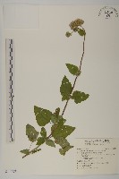 紫花霍香薊藏品圖，第1張