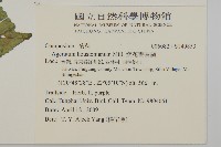 紫花霍香薊藏品圖，第2張