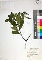 薄葉玉心花藏品圖，第1張