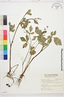 水辣菜、禺毛茛藏品圖，第1張