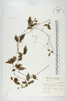 絞股藍藏品圖，第1張