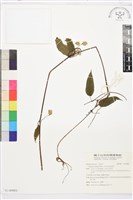 亨利氏鐵線蓮藏品圖，第1張