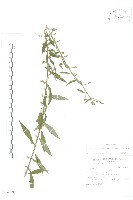 秋分草藏品圖，第1張