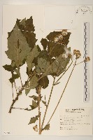 黃花三七草藏品圖，第1張