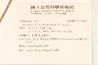 黃花三七草藏品圖，第2張