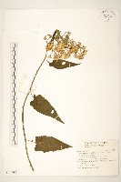 蔓黃菀藏品圖，第1張